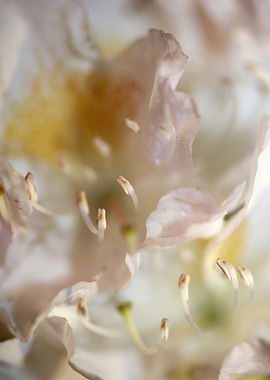 Rhododendron flowering