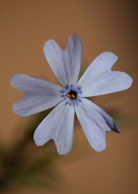 Flower blossoming close up