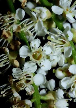 White prunus flower macro
