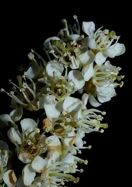 Prunus lusitanica flowers
