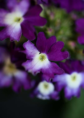 Verbena hybrid flowering