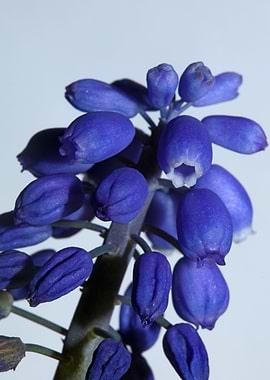 Blue Muscari flower macro