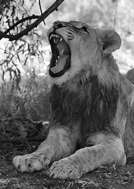 Young Lion jawning 2086 bw