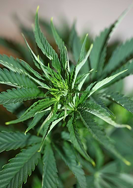 Cannabis plant close up