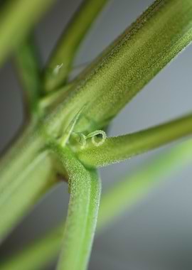 Marihuana plant background