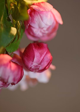Pink cherry flower macro