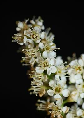 Prunus lusitanica rosaceae