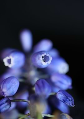 Flower Muscari neglectum