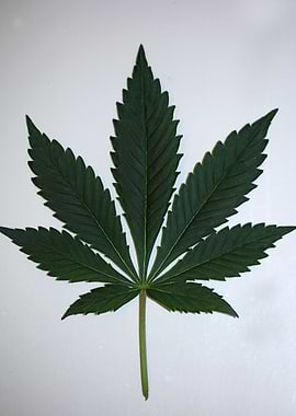 Cannabis leaf close up