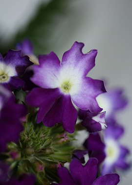 Verbena hybrid verbenaceae