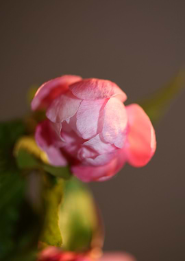 Prunus serrulata Rosaceae