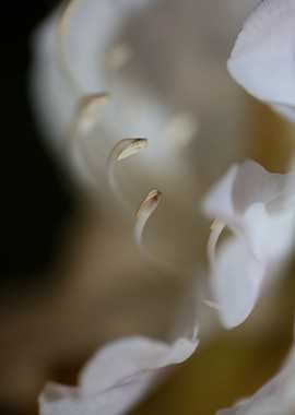 Rhododendron ericaceae