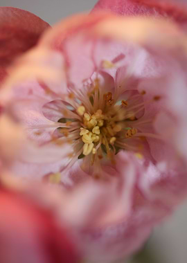 Prunus serrulata blossom