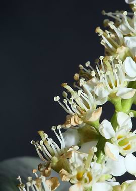 Prunus lusitanica rosaceae