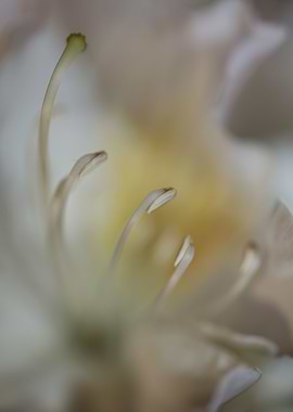 Rhododendron blossoming