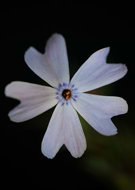 Phlox flower background