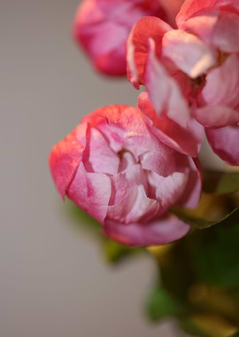 Prunus serrulata Rosaceae