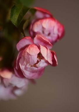 Prunus serrulata Rosaceae