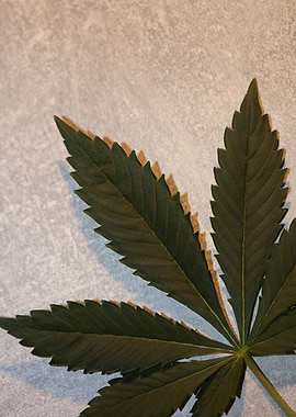 Cannabis plant leaf macro