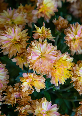 Flowers with amazing color