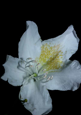 Rhododendron flower macro