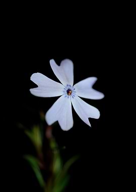 Phlox flower Polemoniaceae