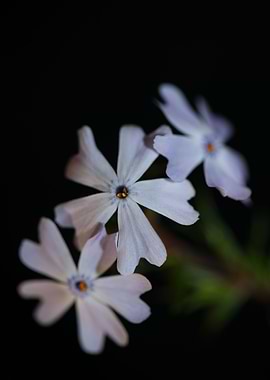 Phlox flower Polemoniaceae