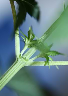 Marihuana plant background