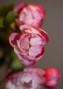 Pink cherry flower macro