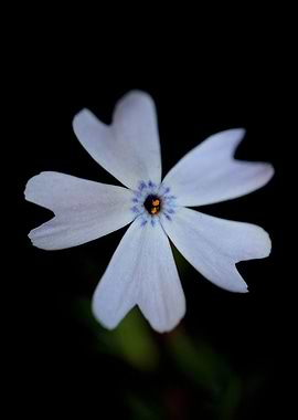 Phlox flower Polemoniaceae