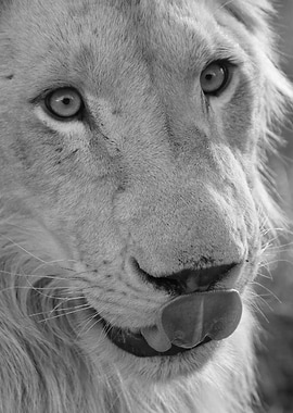 Young White Lion 2293 bw