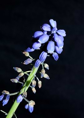 Blue Muscari flower macro