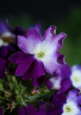 Verbena flower background