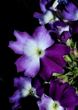 Verbena hybrid flowering