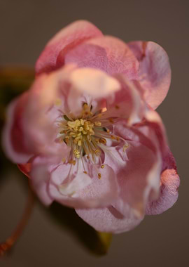 Prunus serrulata close up