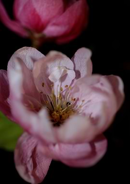 Prunus serrulata close up