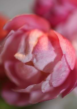 Prunus serrulata blossom