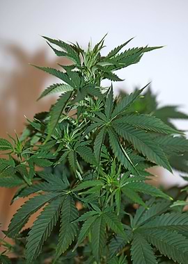 Cannabis plant close up