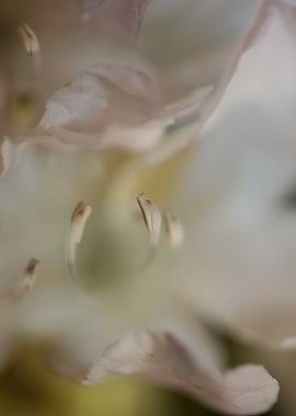 Rhododendron blossoming
