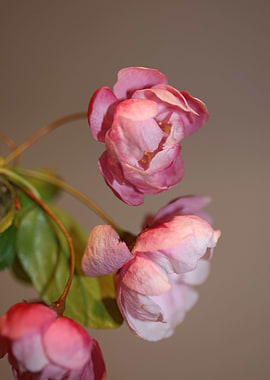 Prunus serrulata blossom
