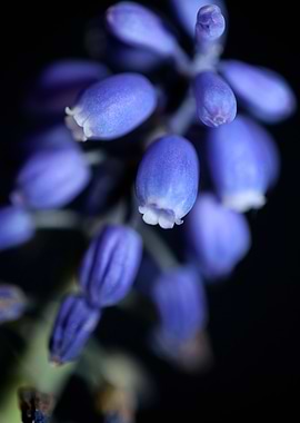 Blue Muscari flower macro