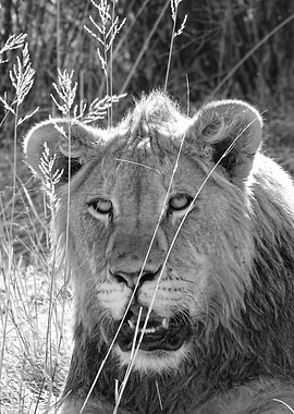 Young Lion in the grass
