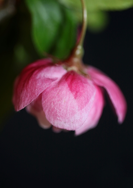Prunus serrulata blossom