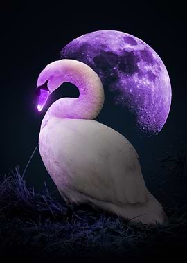 Luminous Swan