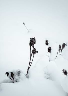 Plants in the snow