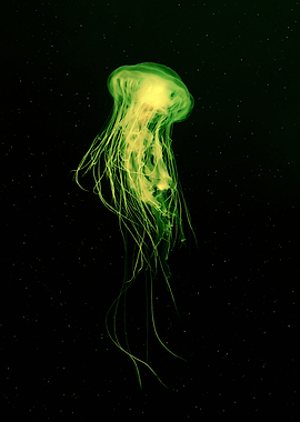 Warm jellyfish