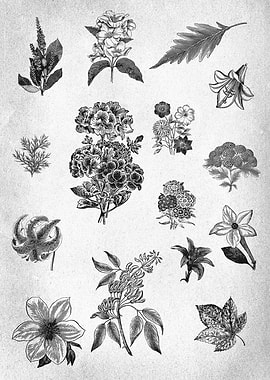 Vintage Floral drawing
