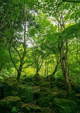 Trees in the Forest Nature