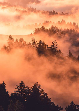 jungle tree cloud orange