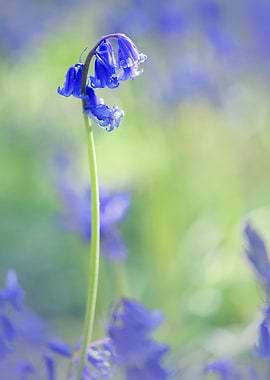 Bluebells